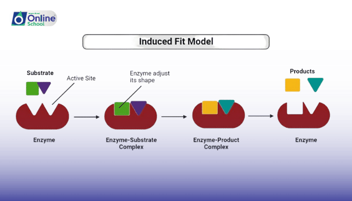 Lesson 04: Enzyme Action through Induced Fit Model